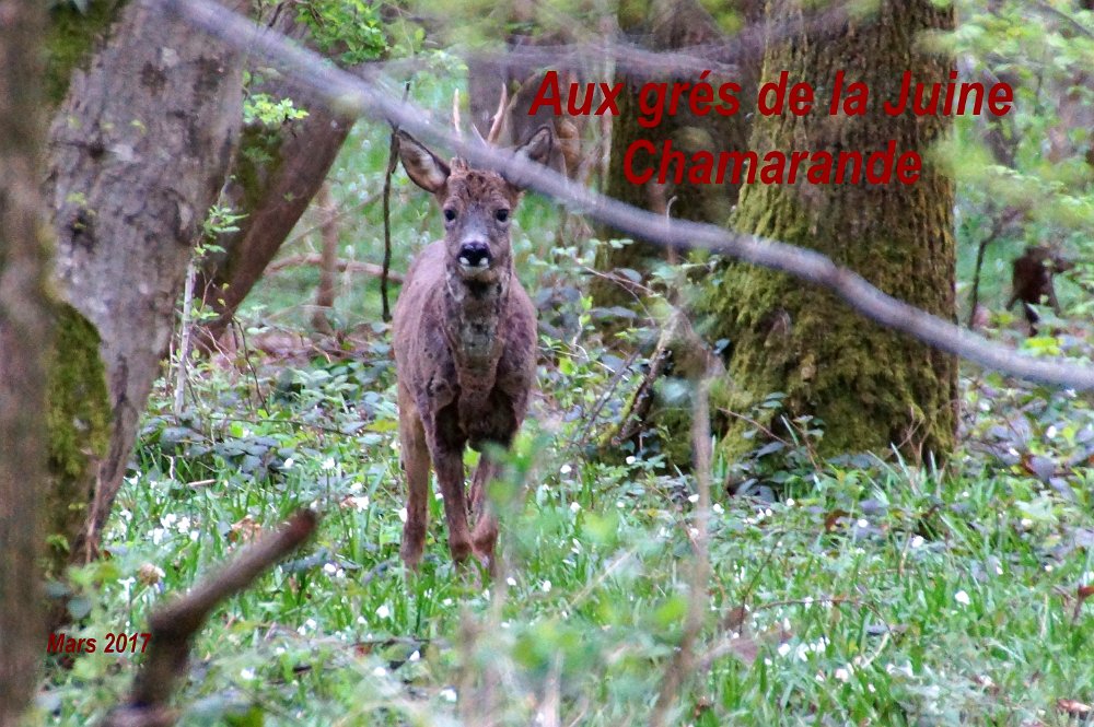 Aux grès de la Juine - Chamarande